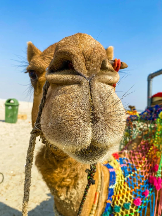 a camel's face with a blurry background
