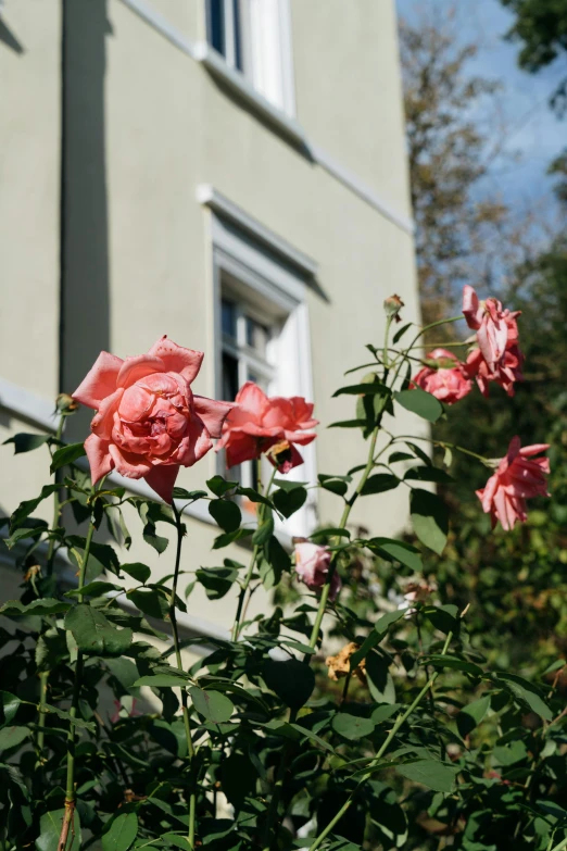 pink flowers near white building with gray windows