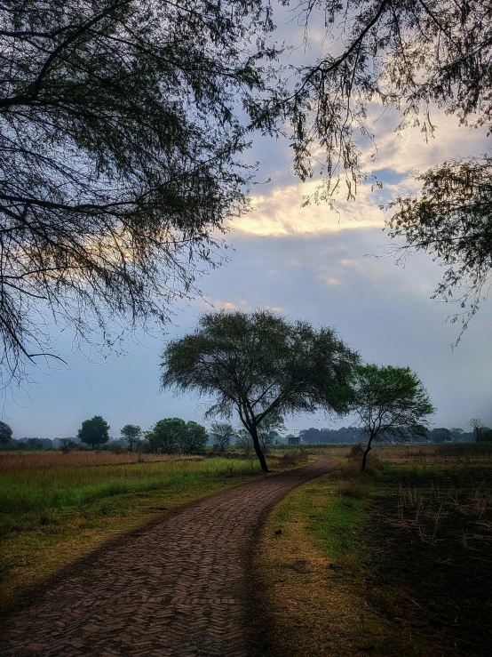 the sun shining through some trees and dirt path