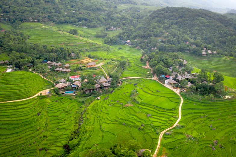 green fields and houses in the middle of a jungle