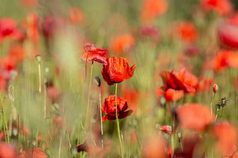 flowers in a field are blooming like an oil lamp