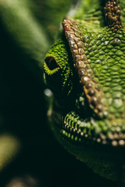 there is a green lizard crawling in some grass