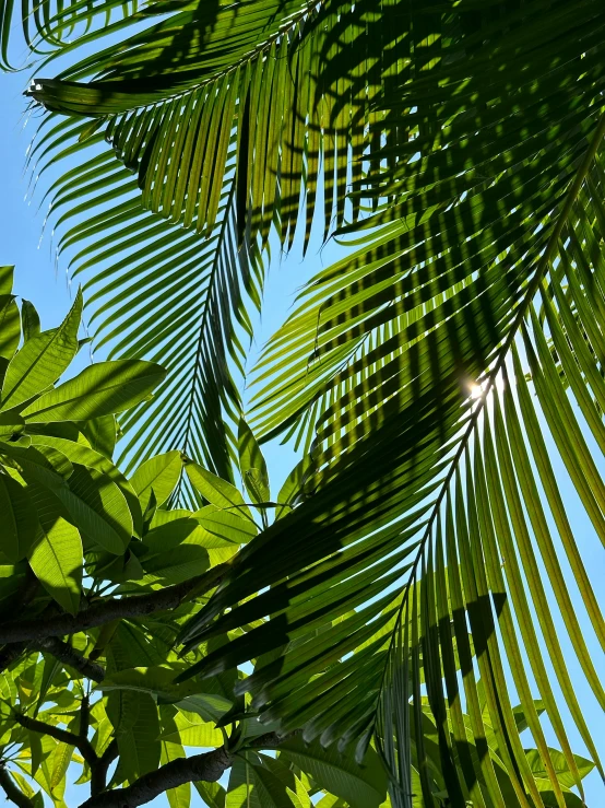 a view of the leaves from below