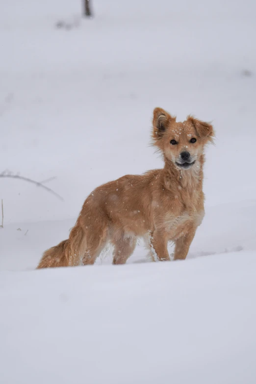 a dog is running in the snow