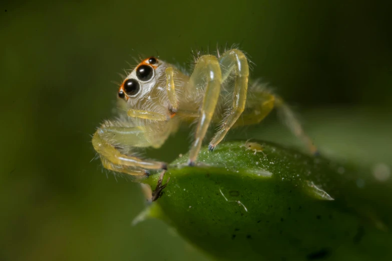 the face of the jumping spider is seen through its web