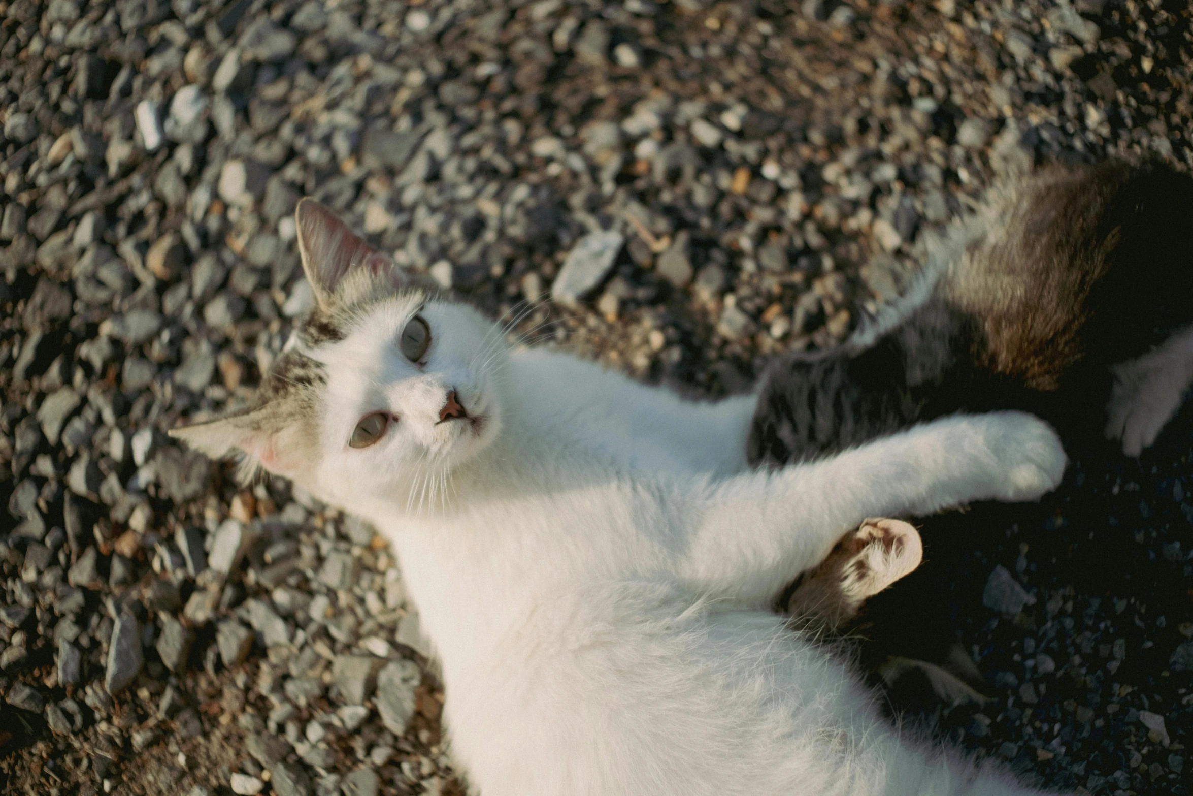 a cat rolling around on top of gravel