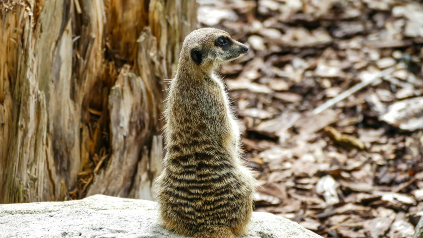 there is a furry animal that is standing up