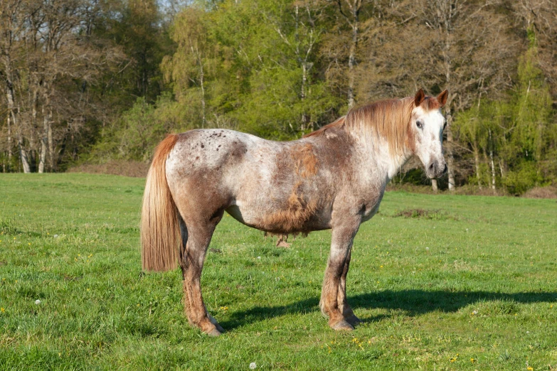 the grey horse with brown patches is standing alone on the field