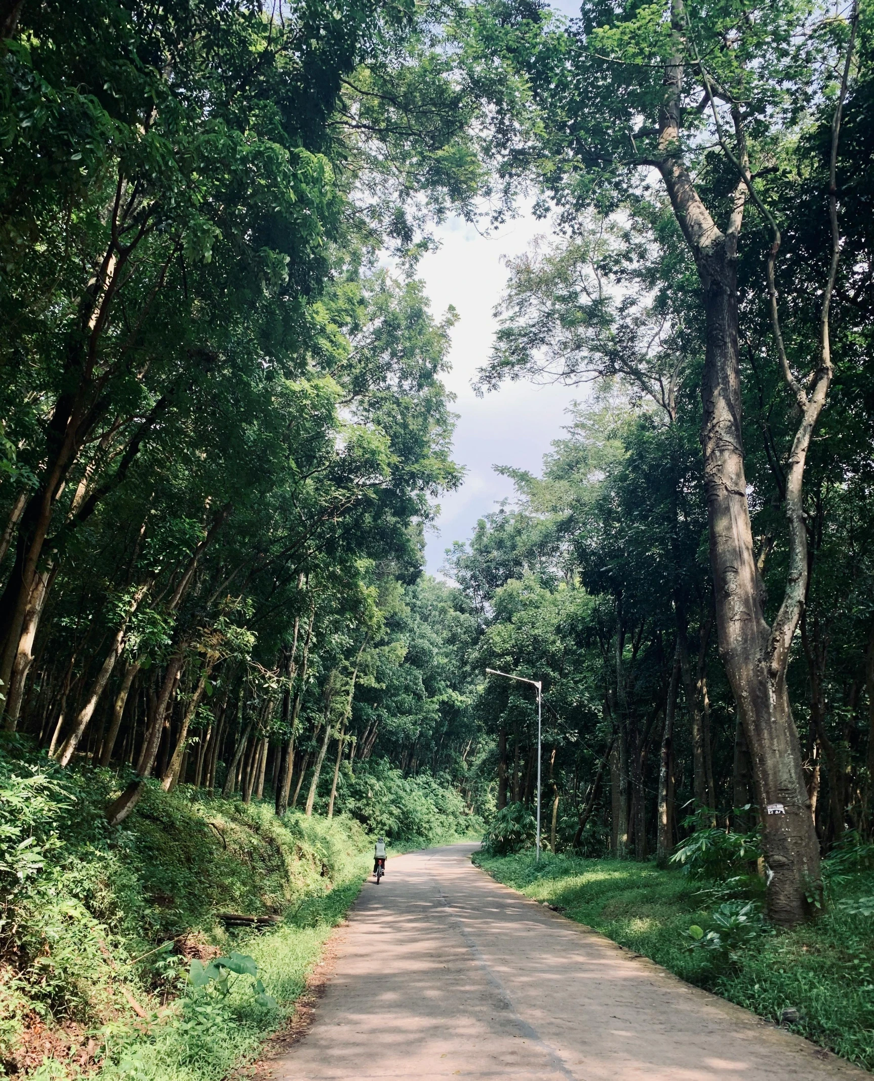 the view down a dirt road of many trees and grass