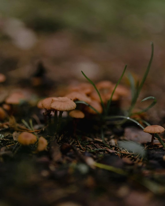 several small mushrooms with green stems growing from the soil