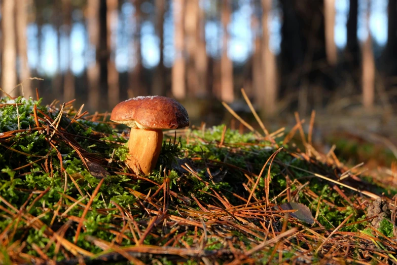 small mushrooms in the green grass by the trees