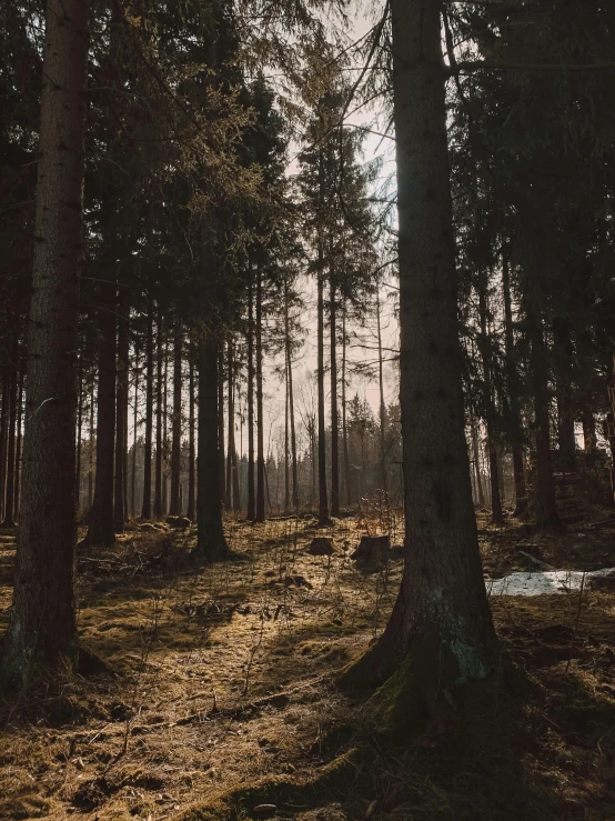 a dirt path in the middle of a wooded area with sunbeams