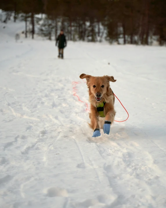 a person that is playing with his dog in the snow