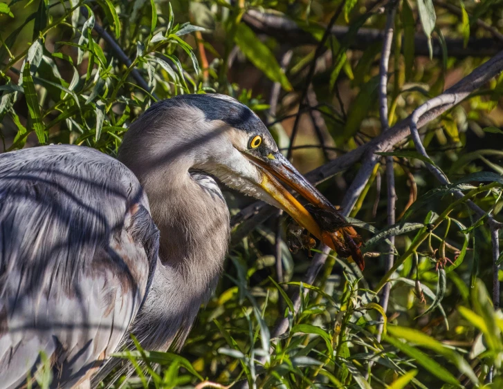 a close up of the neck of a bird with long wings and a beak