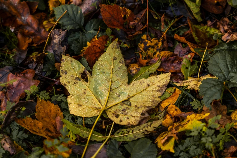 a leaf that is sitting in the leaves