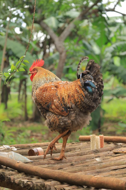 a rooster standing on top of a bamboo floor