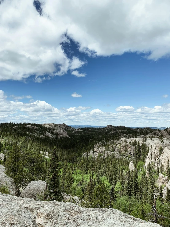 an alpine forest is seen on a sunny day