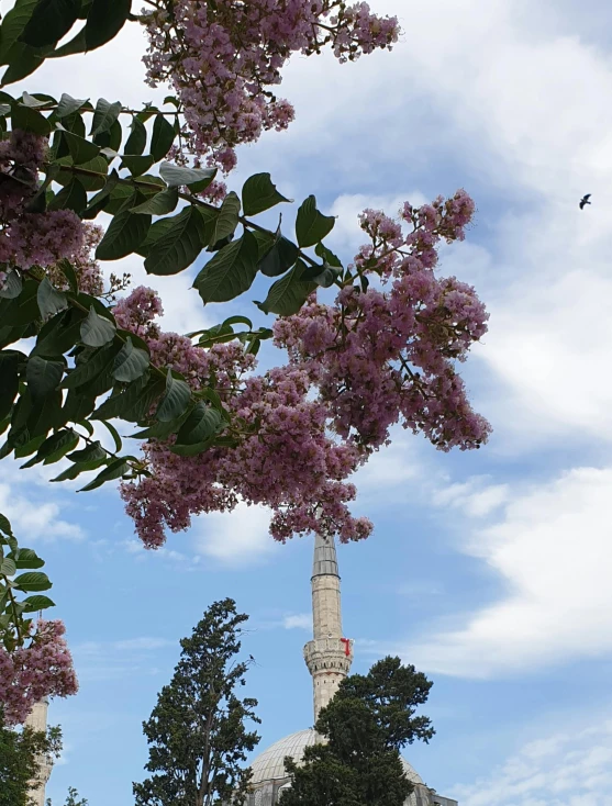 pink flowers on the tree outside the old city mosque