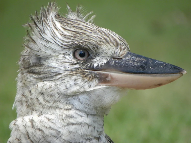 an up close po of a bird that is very old