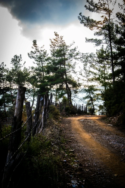 the road in the forest with lots of trees