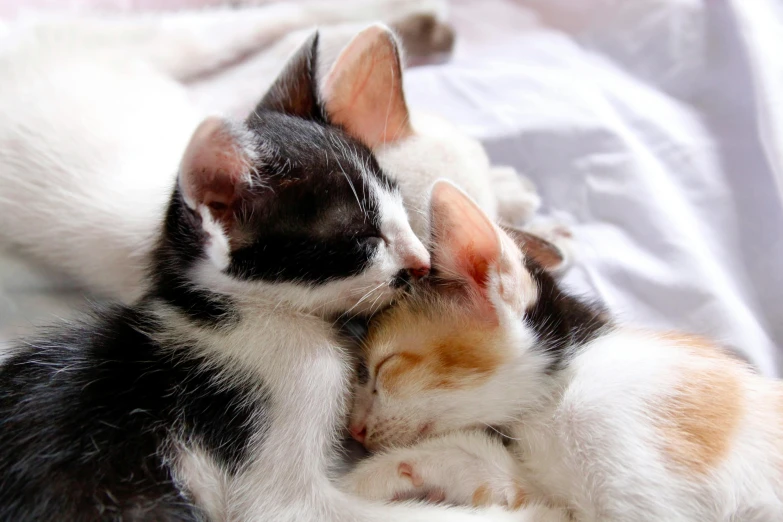 two baby cats are curled up asleep in the sunlight