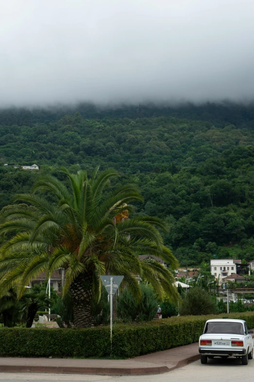 there is a car that is driving past a tall palm tree