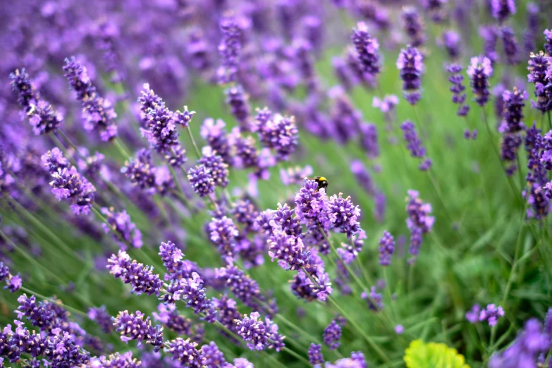 a bee sitting on lavender bushes in a field