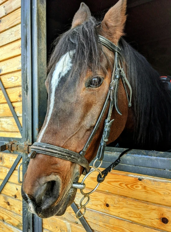 a horse in the stable looks through the doorway