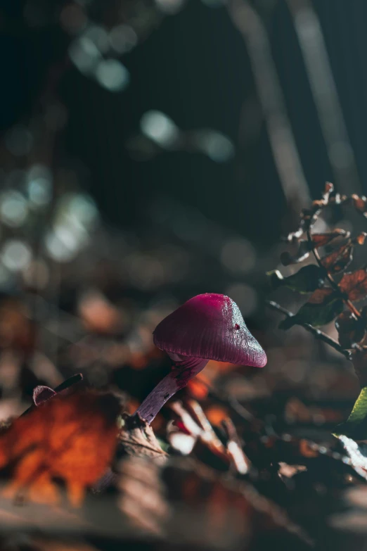 a mushroom sitting among leaves on the ground