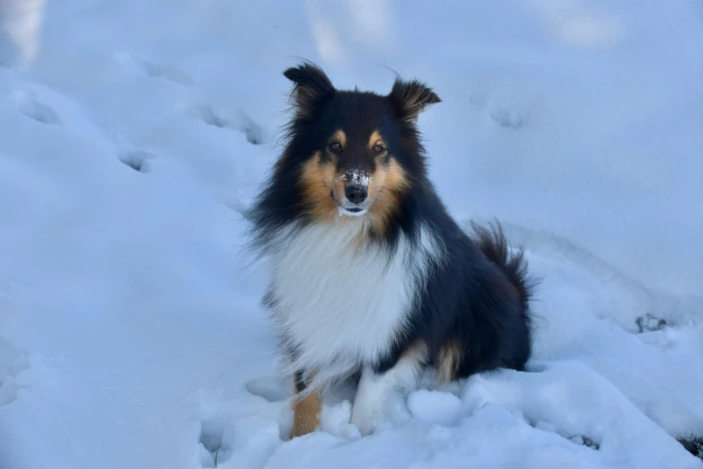 a black and brown dog standing in the snow