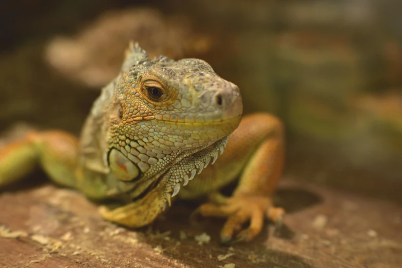 a large lizard is sitting on a tree nch