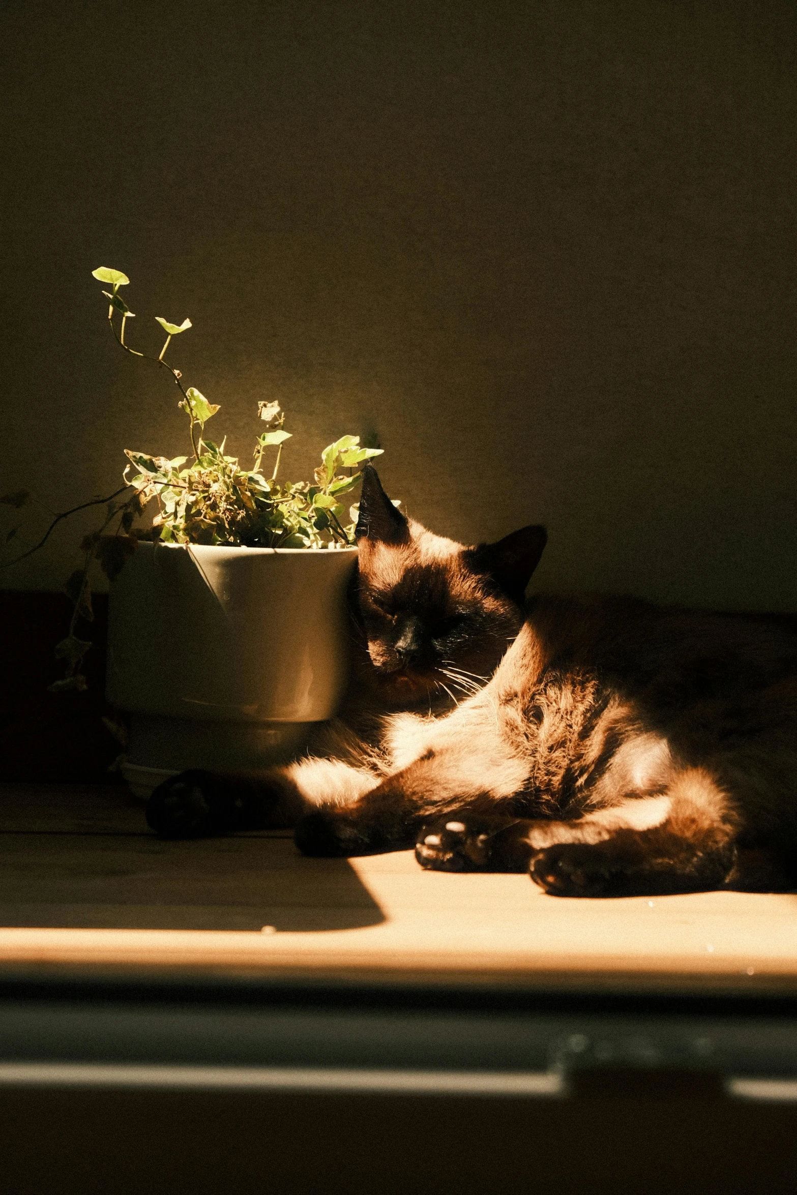 a siamese cat laying next to a potted plant