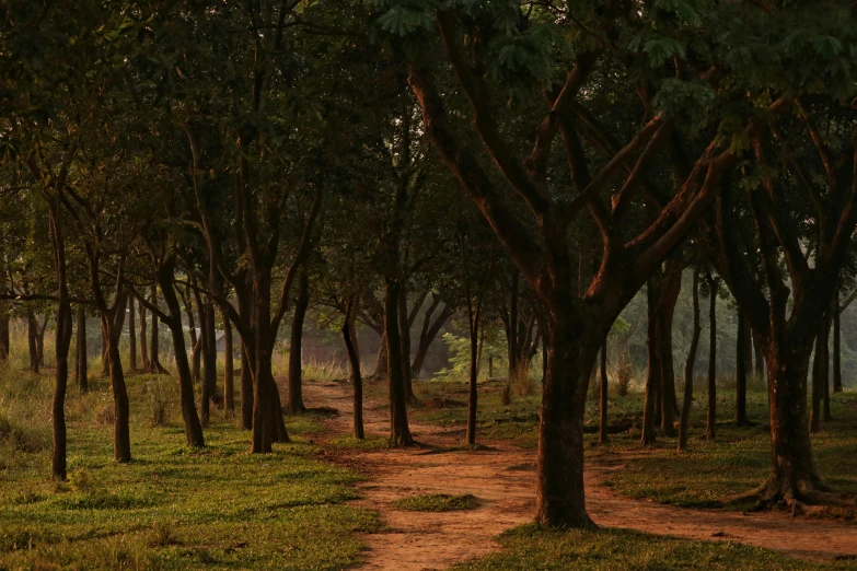 the pathway in the forest is marked with a horse