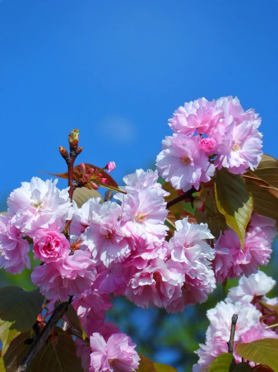 a flower is on the nch of a tree