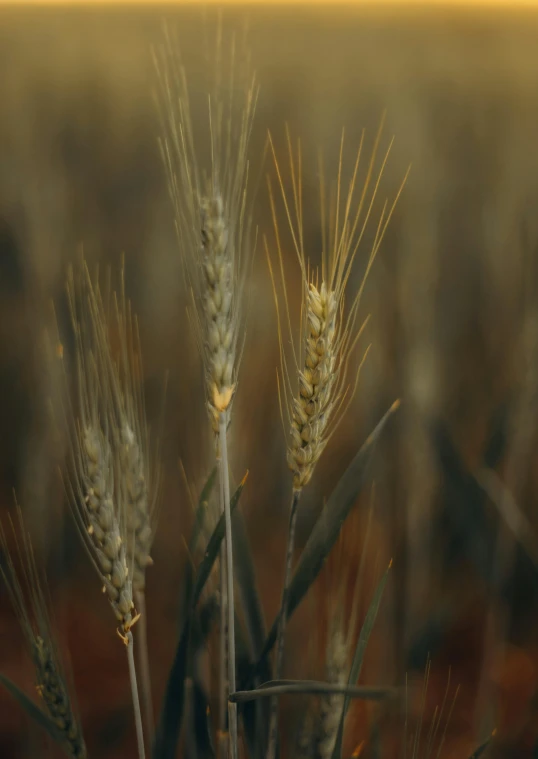 two large wheat plants in the middle of a field