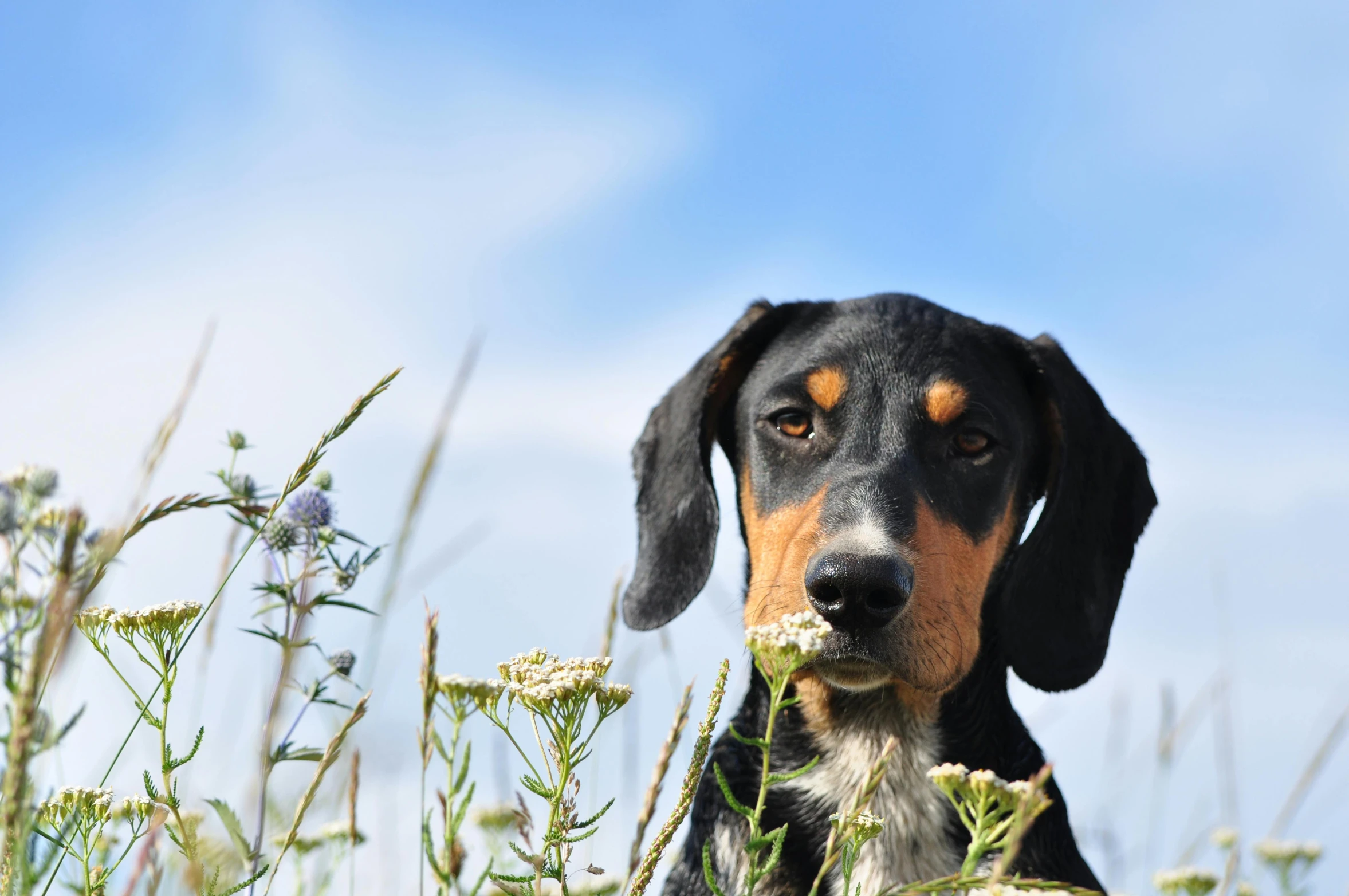 a dog sitting in a grassy field staring at the camera