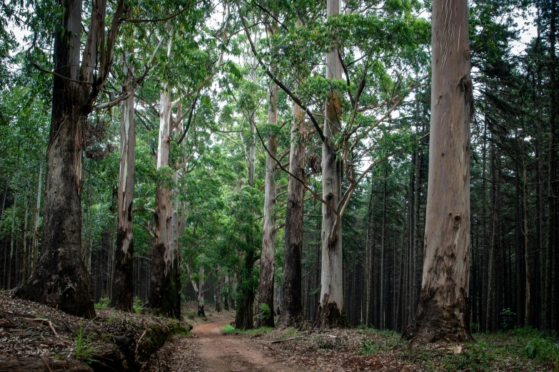 dirt road surrounded by many very tall trees