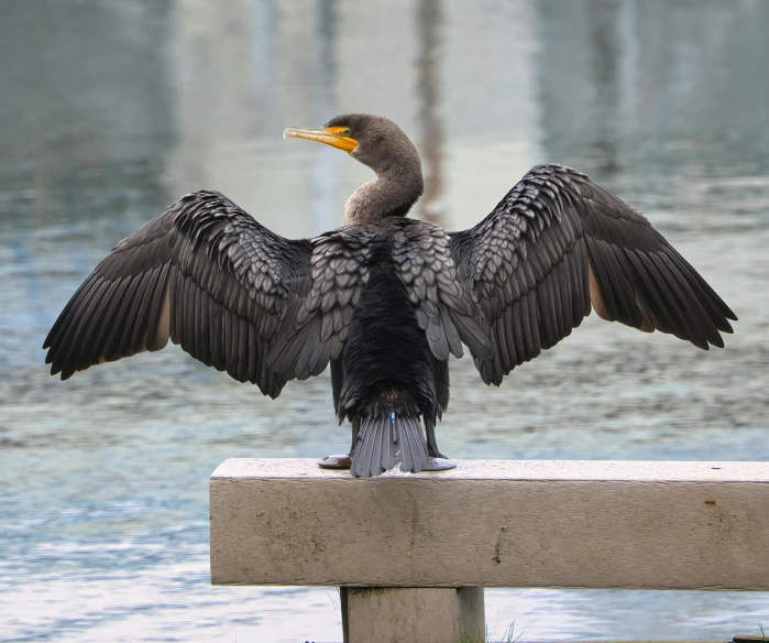 a large brown bird with it's wings open sitting on a bench