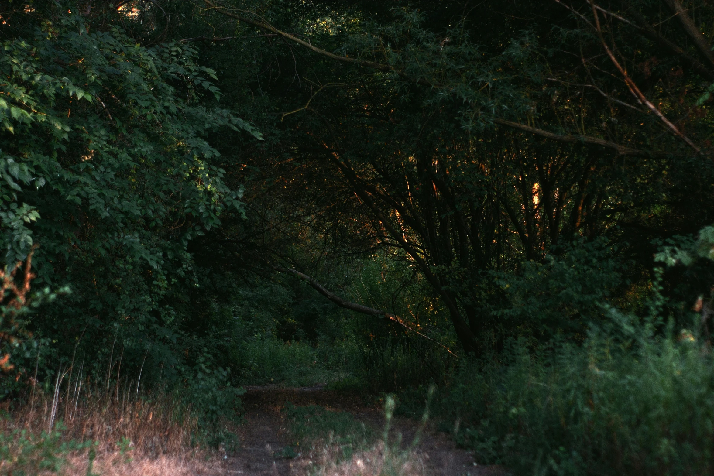 a wooded trail with trees and grass at night