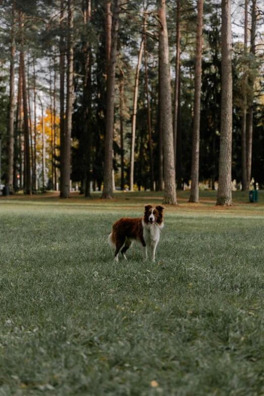 the brown dog is standing in the field near some trees