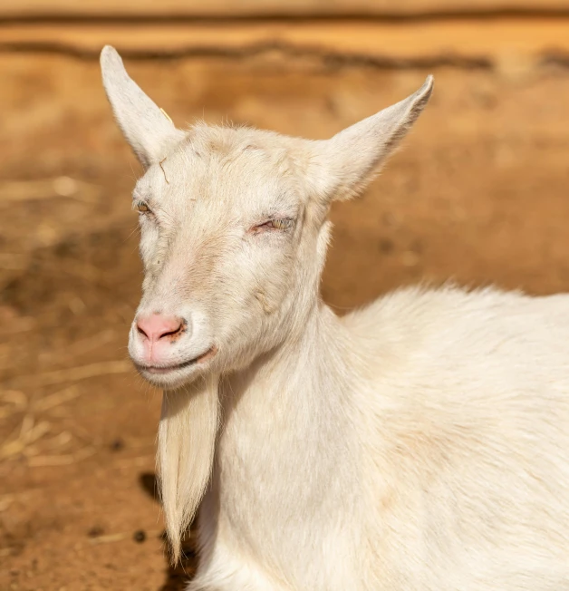 a white goat with an odd ear, resting in the dirt