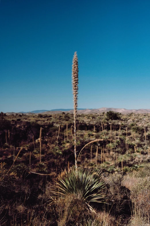 a large plant with tiny leaves stands on the side of the road