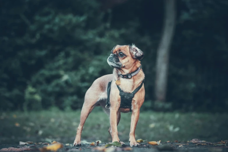 a dog standing in the street looking up