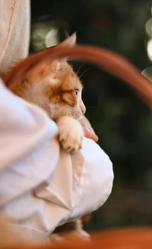 the small kitten is playing on the bag