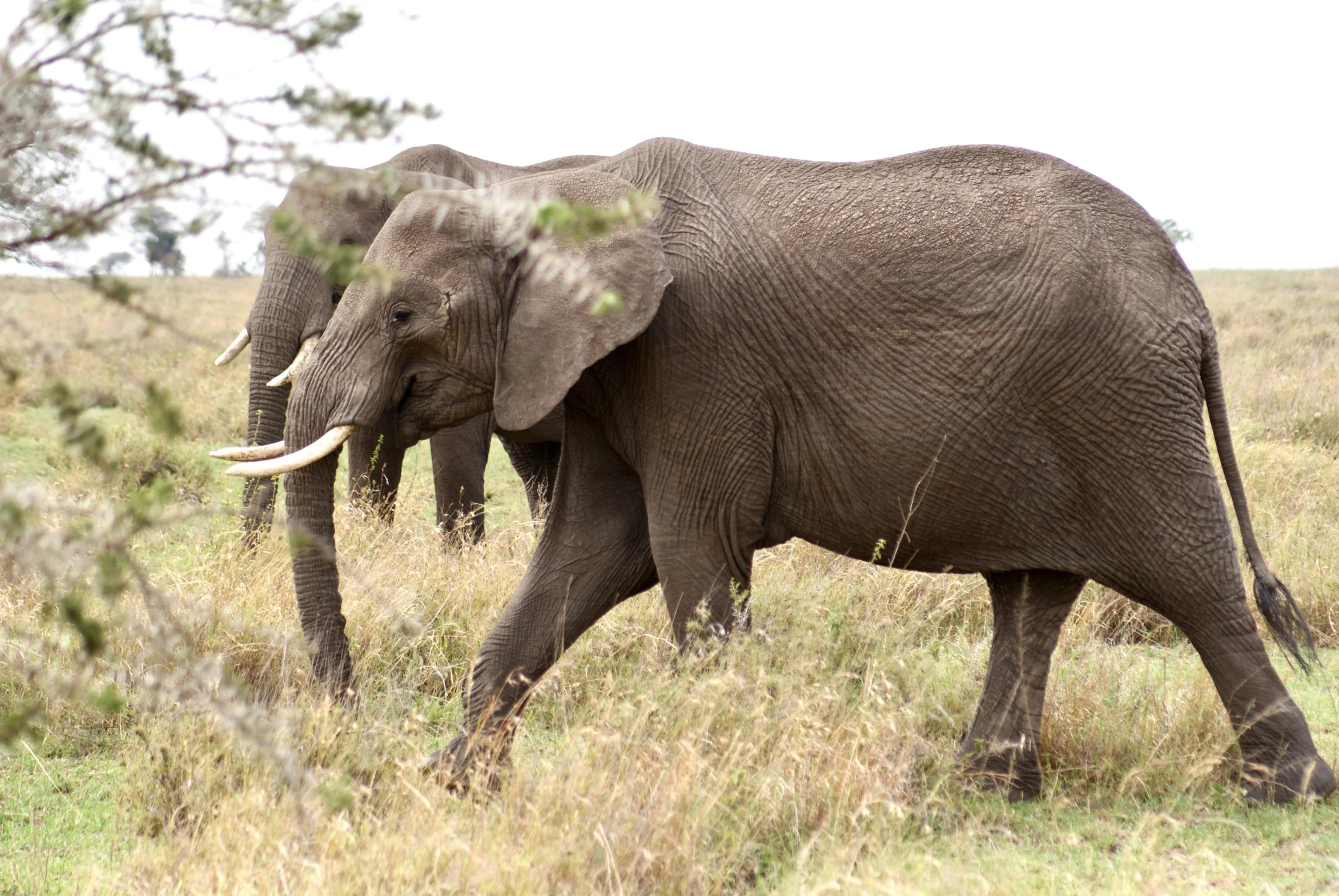 two elephants walk through the grass on their sides