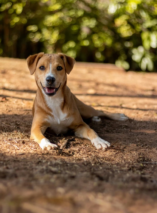 a dog that is laying down in the dirt