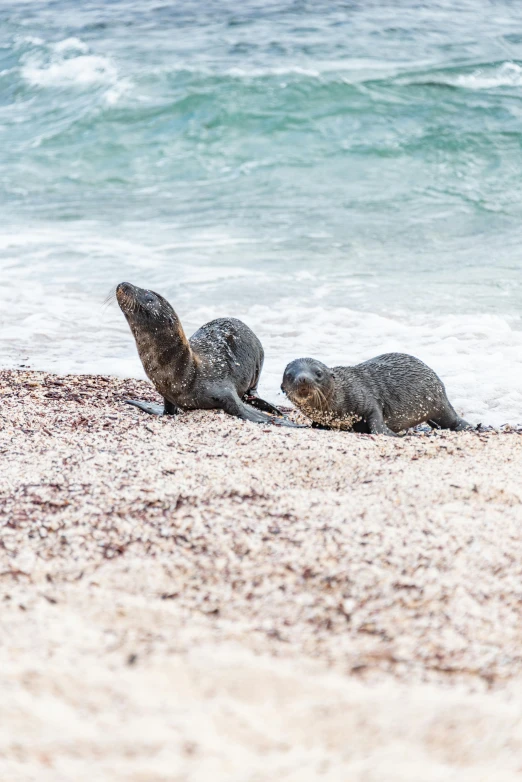 two gray animals near the water on a beach