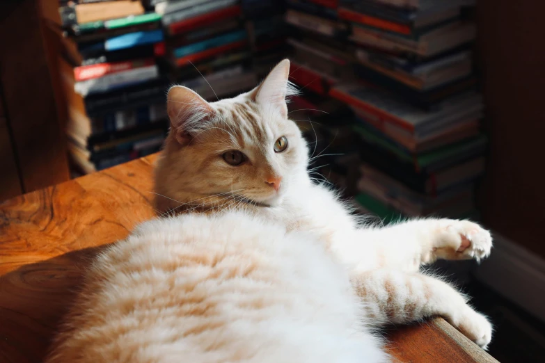 a large white cat lying on a wooden chair next to stacks of books