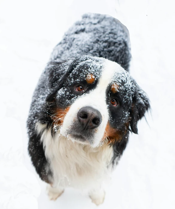 a collie looking up into the camera on a snowy day