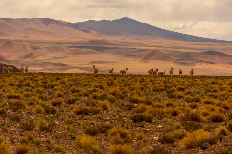 a herd of llamas in the desert with mountains in the background